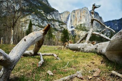 Fallen trees on field against mountains