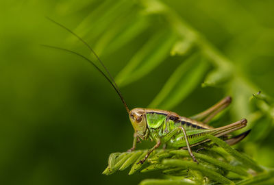 Close-up of insect on plant