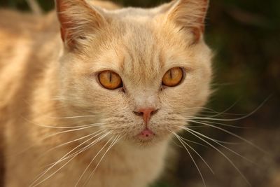 Close-up portrait of a cat