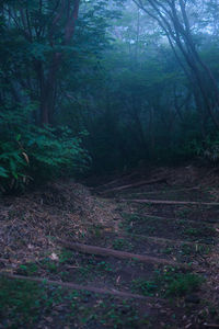 Scenic view of forest