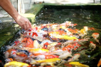 Cropped image of hand with fish in lake