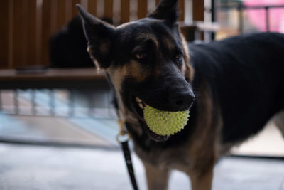 Close-up of dog