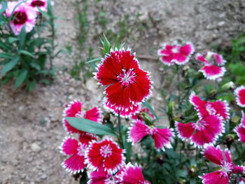 High angle view of red flowering plant