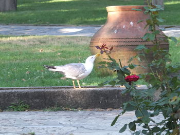 Bird perching on a flower pot