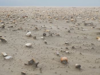 Close-up of stones on sand at beach against sky