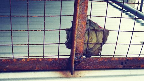 Close-up of lizard on metal against sky