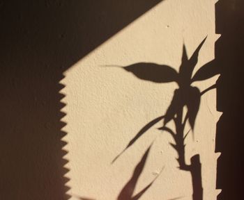 Close-up of shadow on leaves