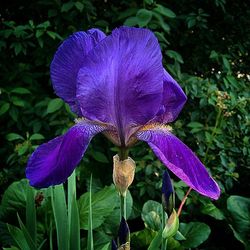 Close-up of purple flowers