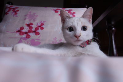 Portrait of kitten relaxing at home