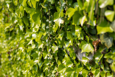 Full frame shot of fresh green leaves