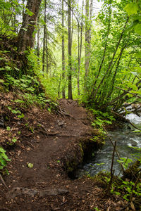 Stream flowing amidst trees in forest