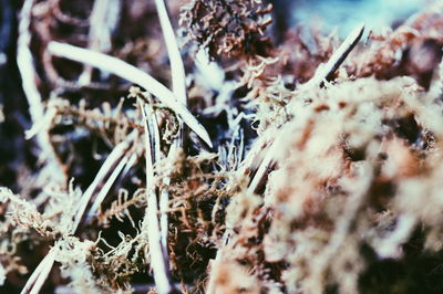 Close-up of plant against blurred background