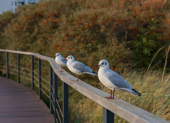 Seagulls perching on railing