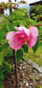 Close-up of pink rose