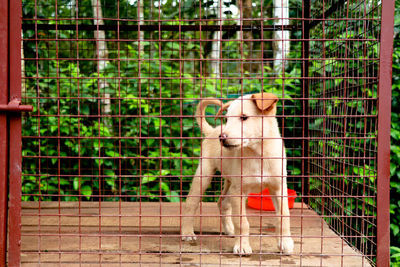 View of a horse against fence