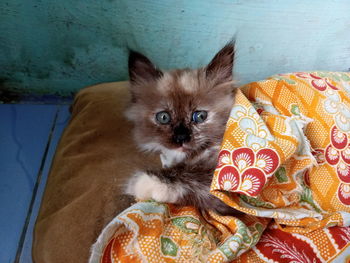 Portrait of cat relaxing at home