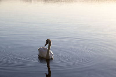 Swan swimming in lake