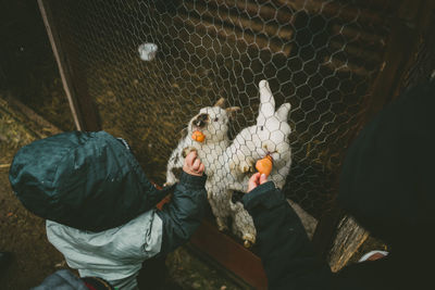 Children feeding carrots to rabbits in cage