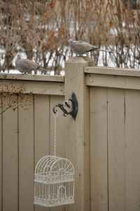 Close-up of metal gate on snow