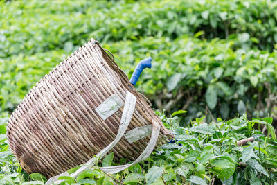 Close-up of wicker basket