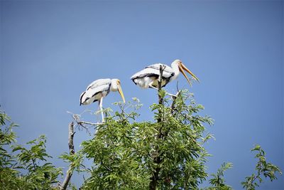 Low angle view of bird on tree against sky