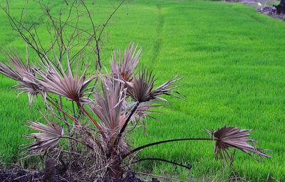 Coconut palm tree in field
