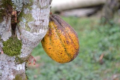 Close-up of orange growing on tree trunk