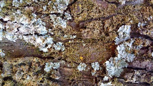 Close-up of lichen on rock