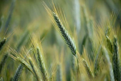 Close-up of wheat growing on field