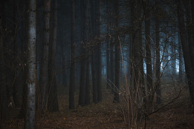 Trees in forest