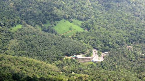 High angle view of trees in forest