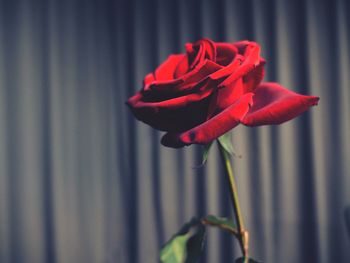 Close-up of red rose