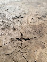 High angle view of mud on sand
