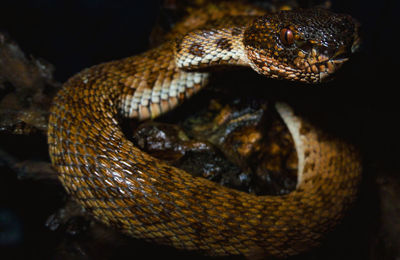 Close-up of snake