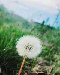 Close-up of dandelion