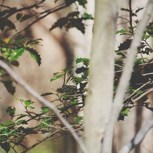 Close-up of lizard on tree