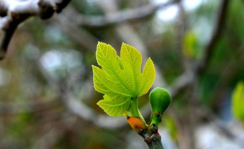Close-up of leaves