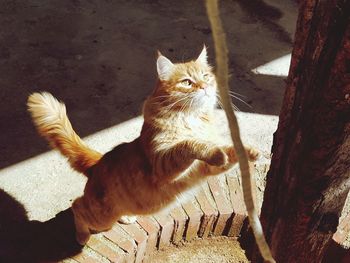 High angle view of cat sitting on floor