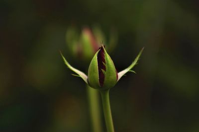 Close-up of plant against blurred background