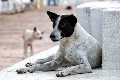 Close-up of dog sitting on concrete