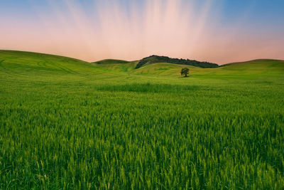Hills of wheat in tuscan montaione during sunrise