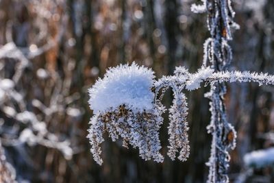 Close-up of frozen plant
