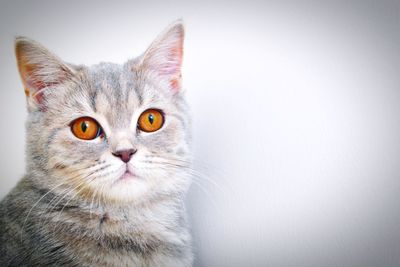 Close-up portrait of a cat against white background