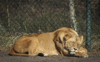 Cat sleeping in a zoo