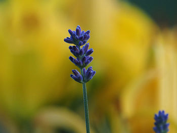 Close-up of purple flowering plant