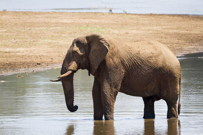Side view of elephant standing in lake