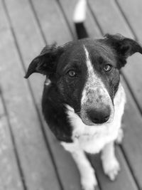 Portrait of puppy sitting outdoors