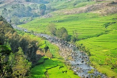 Scenic view of stream