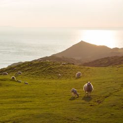 Sheep grazing in a field near the sea