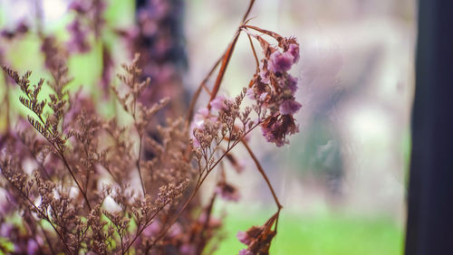 Close-up of wilted flower plant